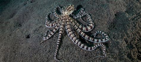 mimic octopus stingray|Why the Mimic Octopus is the Ultimate Master of Disguise.